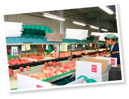 選果工場内は冷蔵庫と同じ温度に保ち、りんごにストレスをかけない環境にしてある。