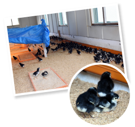 青森シャモロックの孵化は青森県畜産試験場で一元管理。ファームには雛の状態で入る。生後30日頃に性別が判別できるようになり、その後はオス・メス別々の鶏舎で肥育。