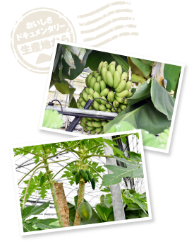 ハウス内の温度と湿度を活かし、バナナやパパイヤ、ドラゴンフルーツなどを栽培。今後はこちらも商品化していく予定。