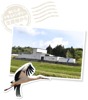環境の変化で一時はこの地から姿を消したコウノトリ。隣接する兵庫県豊岡市が繁殖に尽力し、羽数も徐々に増えている。エチエ農産の圃場でも勇壮に羽ばたく姿が見られるそうだ。