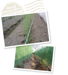 3〜4月まで収穫したら、立茎（写真上）をし、葉を茂らせる。すると6月ぐらいから再び若い茎が顔をのぞかせ、ホワイトアスパラガスは7月末、グリーンアスパラガスは10月頃まで収穫が可能になる。