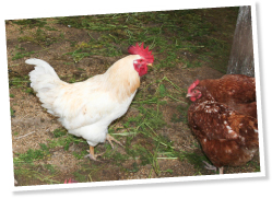 養鶏場の鶏はエサとして粉砕した有機野菜のくずを食べ、その鶏糞を主に追肥用として利用する。