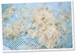 キチン・キトサンが豊富で薬品などの原料として再利用されるエビの脱皮ガラ。