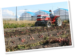 トラクターで土を掘り起こしてから、手作業でつるを引っ張って収穫する。