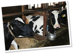 ミネラル豊富な地下水を飲み、牧草をよく食べる健康な牛から出る牛乳は風味たっぷり。
