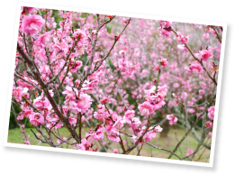 奈良時代、日本に伝来したといわれる梅。その語源は漢方薬・烏梅（うばい）の中国語読み「ウーメイ」から来たといわれている。