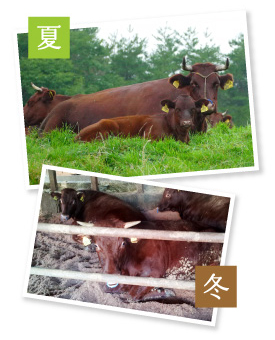牧場で親子水入らずの時を過ごした仔牛は、里に下りる頃に乳離れ。牛舎の中で越冬し、じっくりと身を太らせる。