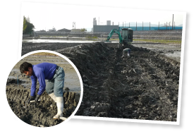 油圧ショベルで表面の土を除き、締まった土に熊手を入れて手掘り。3〜4節を傷つけずに掘り起こすには、熟練の技を要する。