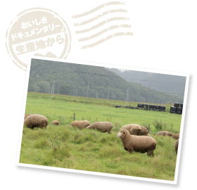 国内で飼育されている羊の約半数が北海道育ちとされている。年間生産量は約116トン（※2014年時点）。茶路めん羊牧場はそのうちの約10トンを担っている。