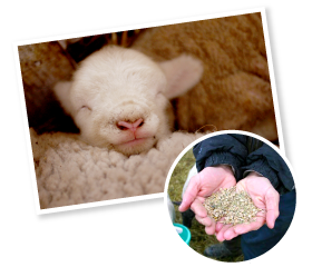 育成中の子羊や、肥育する羊には、自家配合飼料を与えて足りない栄養分を補給。飼料は可能なかぎり国産の原料を使い、遺伝子組み換え作物は排除している。子羊に与える粉ミルクも羊専用だ。