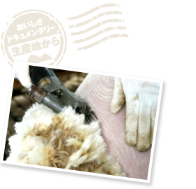 刈り取った羊毛はフリースに、毛皮はムートンとして販売。汚れのひどい部分は手作業で一つひとつキレイにしていく。