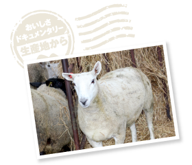 紀元前8000年頃に家畜化されて以来、人間の生活と深く関わってきた羊。「生きるために大切な命をいただいている。無駄にしないよう、羊の魅力をすべて楽しんでもらいたい」と武藤さんは話す。